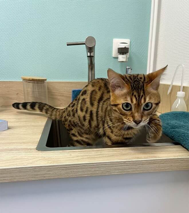 Chat dans le lavabo de la salle d'auscultation