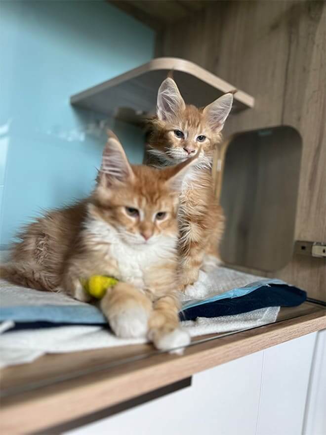 Deux petits chatons roux dans leur box