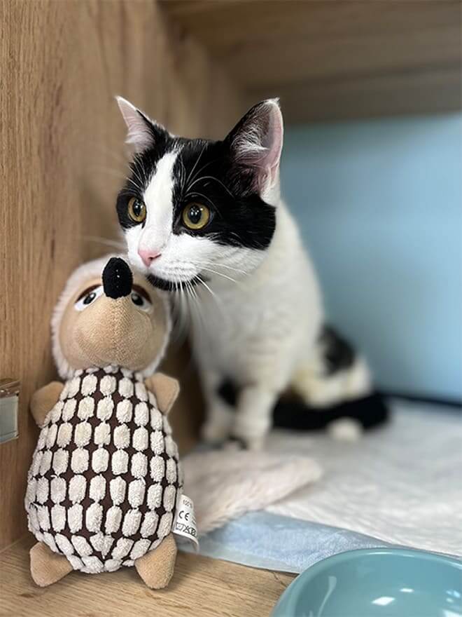 Chat noir et blanc avec sa peluche